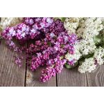 Casa si Gradina - Decoratiuni - Tapet - Fototapet de perete, autoadeziv si lavabil, Flori 150 Liliac mov si alb, 200 x 150 cm - Infinity.ro