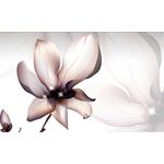 Casa si Gradina - Decoratiuni - Tapet - Fototapet de perete, autoadeziv si lavabil, Floare de magnolie, 200 x 150 cm - Infinity.ro