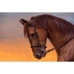 Casa si Gradina - Decoratiuni - Decoratiuni perete - Fototapet de perete, autoadeziv si lavabil, Animal 47 Cal in amurg, 270 x 200 cm - Infinity.ro