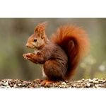 Casa si Gradina - Decoratiuni - Decoratiuni perete - Fototapet de perete, autoadeziv si lavabil, Animal 57 Veverita, 220 x 135 cm - Infinity.ro