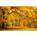 Casa si Gradina - Decoratiuni - Tapet - Fototapet de perete, autoadeziv si lavabil, Toamna in padure, 250 x 200 cm - Infinity.ro