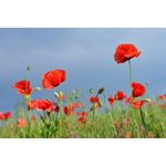 Casa si Gradina - Decoratiuni - Decoratiuni perete - Fototapet de perete, autoadeziv si lavabil, Flori 30, 300 x 200 cm - Infinity.ro