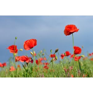 Casa si Gradina - Decoratiuni - Decoratiuni perete - Infinity.ro