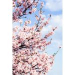 Casa si Gradina - Decoratiuni - Tapet - Fototapet de perete, autoadeziv si lavabil, Flori 63, 135 x 225 cm - Infinity.ro