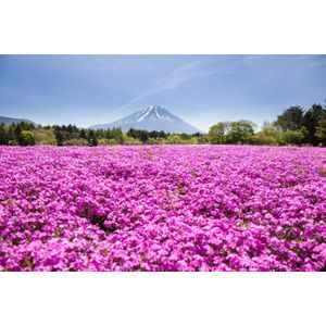 Casa si Gradina - Decoratiuni - Decoratiuni perete - Infinity.ro