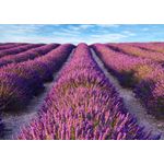 Casa si Gradina - Decoratiuni - Tapet - Fototapet de perete, autoadeziv si lavabil, Lavanda 2, 220 x 135 cm - Infinity.ro