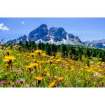 Casa si Gradina - Decoratiuni - Tapet - Fototapet de perete, autoadeziv si lavabil, Natura 101, 220 x 135 cm - Infinity.ro