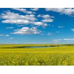 Casa si Gradina - Decoratiuni - Decoratiuni perete - Fototapet de perete, autoadeziv si lavabil, Natura 35, 200 x 150 cm - Infinity.ro