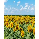 Casa si Gradina - Decoratiuni - Tapet - Fototapet de perete, autoadeziv si lavabil, Natura 96, 135 x 225 cm - Infinity.ro
