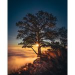 Casa si Gradina - Decoratiuni - Decoratiuni perete - Fototapet de perete, autoadeziv si lavabil, Padure 56 in asfintit, 150 x 205 cm - Infinity.ro