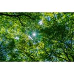 Casa si Gradina - Decoratiuni - Tapet - Fototapet de perete, autoadeziv si lavabil, Padure 32, 220 x 135 cm - Infinity.ro