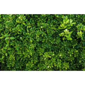 Casa si Gradina - Decoratiuni - Decoratiuni perete - Infinity.ro