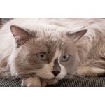 Casa si Gradina - Decoratiuni - Decoratiuni perete - Fototapet de perete, autoadeziv si lavabil, Pisica 14, 200 x 150 cm - Infinity.ro