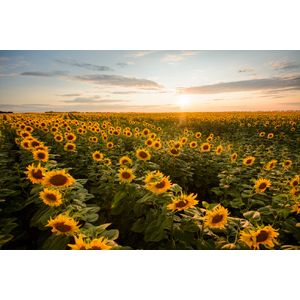 Casa si Gradina - Decoratiuni - Decoratiuni perete - Infinity.ro