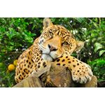 Casa si Gradina - Decoratiuni - Tapet - Fototapet de perete, autoadeziv si lavabil, Animal 37 Jaguar, 220 x 135 cm - Infinity.ro