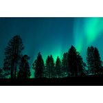 Casa si Gradina - Decoratiuni - Decoratiuni perete - Fototapet, autocolant, Univers 11 Padure printre stele, 250 x 200 cm - Infinity.ro