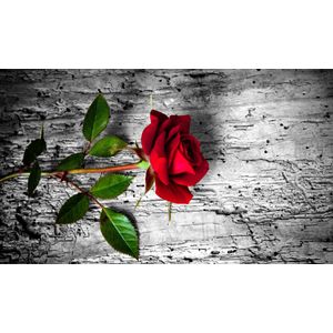 Casa si Gradina - Decoratiuni - Decoratiuni perete - Infinity.ro