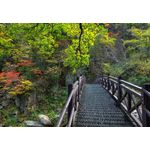 Casa si Gradina - Decoratiuni - Decoratiuni perete - Fototapet, autocolant, Pod spre natura, 300 x 250 cm - Infinity.ro