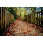 Casa si Gradina - Decoratiuni - Decoratiuni perete - Fototapet, autocolant, Podet in padure, 250 x 150 cm - Infinity.ro