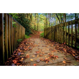 Casa si Gradina - Decoratiuni - Decoratiuni perete - Infinity.ro