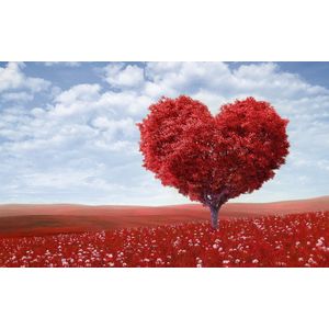 Casa si Gradina - Decoratiuni - Decoratiuni perete - Infinity.ro