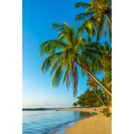 Casa si Gradina - Decoratiuni - Decoratiuni perete - Fototapet, autocolant, Plaja 66 cu nisip si palmieri, 150 x 205 cm - Infinity.ro