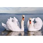 Casa si Gradina - Decoratiuni - Decoratiuni perete - Fototapet, autocolant, Pasari 17 Lebede pe lac, 220 x 135 cm - Infinity.ro