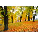 Casa si Gradina - Decoratiuni - Tapet - Fototapet, autocolant, Padure 69 toamna, 250 x 150 cm - Infinity.ro