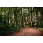 Casa si Gradina - Decoratiuni - Decoratiuni perete - Fototapet, autocolant, Padure 63 cu poteca, 270 x 200 cm - Infinity.ro