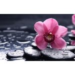 Casa si Gradina - Decoratiuni - Decoratiuni perete - Fototapet, autocolant, Orhidee roz, 200 x 150 cm - Infinity.ro