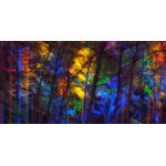 Casa si Gradina - Decoratiuni - Decoratiuni perete - Fototapet, autocolant, Curcubeu in padure, 200 x 150 cm - Infinity.ro