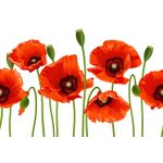 Casa si Gradina - Decoratiuni - Decoratiuni perete - Fototapet, autocolant, Flori 26, 200 x 150 cm - Infinity.ro