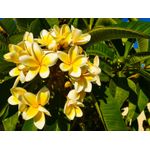 Casa si Gradina - Decoratiuni - Decoratiuni perete - Fototapet, autocolant, Flori 54, 250 x 200 cm - Infinity.ro