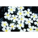 Casa si Gradina - Decoratiuni - Tapet - Fototapet, autocolant, Flori 52, 250 x 200 cm - Infinity.ro