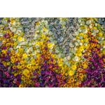 Casa si Gradina - Decoratiuni - Decoratiuni perete - Fototapet, autocolant, Flori 65, 250 x 150 cm - Infinity.ro