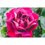 Casa si Gradina - Decoratiuni - Decoratiuni perete - Fototapet, autocolant, Flori 66, 250 x 200 cm - Infinity.ro