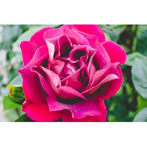 Casa si Gradina - Decoratiuni - Decoratiuni perete - Infinity.ro