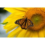 Casa si Gradina - Decoratiuni - Decoratiuni perete - Fototapet, autocolant, Flori 70, 200 x 150 cm - Infinity.ro