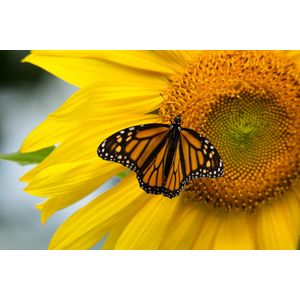 Casa si Gradina - Decoratiuni - Decoratiuni perete - Infinity.ro