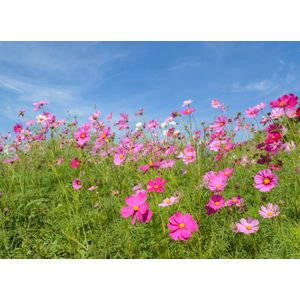 Casa si Gradina - Decoratiuni - Decoratiuni perete - Infinity.ro