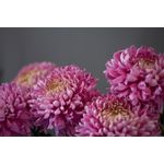 Casa si Gradina - Decoratiuni - Tapet - Fototapet, autocolant, Flori 99, 250 x 150 cm - Infinity.ro