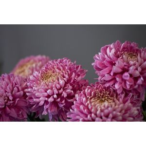 Casa si Gradina - Decoratiuni - Decoratiuni perete - Infinity.ro