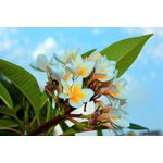 Casa si Gradina - Decoratiuni - Tapet - Fototapet, autocolant, Flori de plumeria, 300 x 250 cm - Infinity.ro