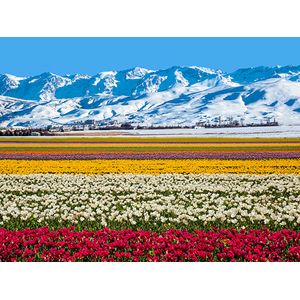 Casa si Gradina - Decoratiuni - Decoratiuni perete - Infinity.ro