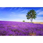 Casa si Gradina - Decoratiuni - Tapet - Fototapet, autocolant, Lavanda 6, 300 x 200 cm - Infinity.ro