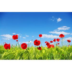 Casa si Gradina - Decoratiuni - Decoratiuni perete - Infinity.ro