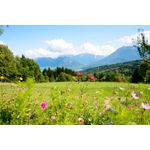 Casa si Gradina - Decoratiuni - Tapet - Fototapet, autocolant, Natura 110, 250 x 150 cm - Infinity.ro