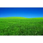 Casa si Gradina - Decoratiuni - Decoratiuni perete - Fototapet, autocolant, Natura 109, 250 x 150 cm - Infinity.ro