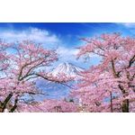 Casa si Gradina - Decoratiuni - Decoratiuni perete - Fototapet, autocolant, Natura 162 Muntele Fuji si ciresi infloriti, 200 x 150 cm - Infinity.ro