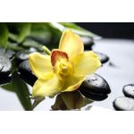 Casa si Gradina - Decoratiuni - Decoratiuni perete - Fototapet, autocolant, Orhidee galbena, 300 x 250 cm - Infinity.ro